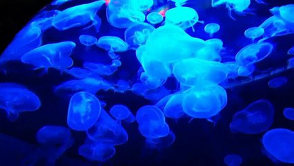 Zen Music for Deep Relaxation : Relaxing Music, Inner peace and balance