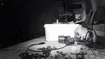 Cette souris range l'établi du garage toutes les nuits