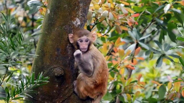 The Wonder Years Episode 44 Part 1 - No More Cuddles For Me