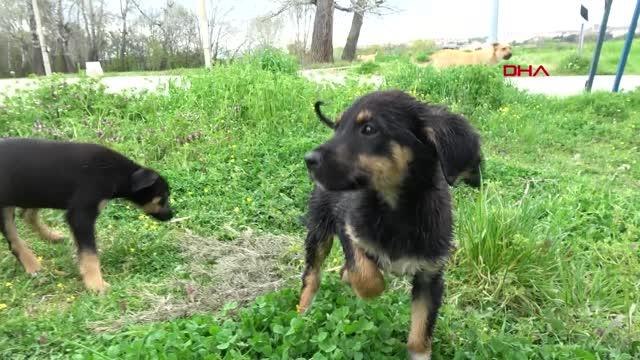 EDİRNE TUNCA NEHRİ'NE ATILAN YAVRU KÖPEĞE POLİS ŞEFKATİ