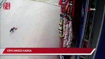 Pendik’te ‘cips hırsızı’ karga, iş yeri sahibine yakalandı