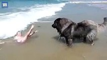 Adorable moment hero dog' girl who is playing in the sea