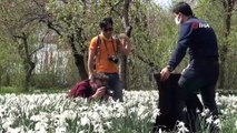 Zerrinkadeh çiçekleri doğal fotoğraf stüdyosu oldu