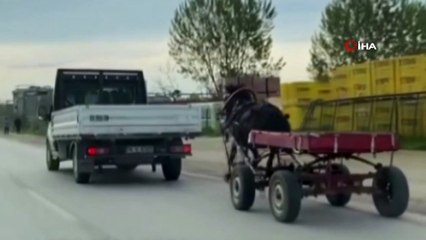 Sürücüsüz at arabası trafiği bir birine kattı