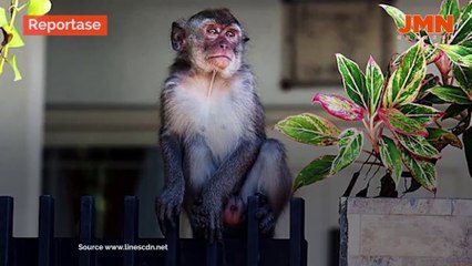 REPORTASE - BOCAH 4 TAHUN DISERANG MONYET LIAR DI PALMERAH