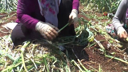Doğal antibiyotik olan sarımsağın hasadı başladı