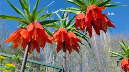 Güzelliği ile mest eden ters laleleri koparmanın cezası 80 bin lira