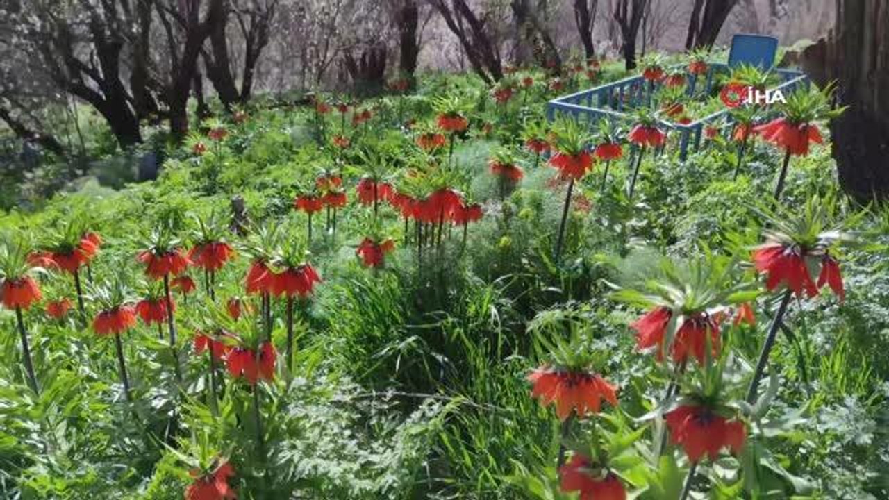Güzelliği ile mest eden ters laleleri koparmanın cezası 80 bin lira