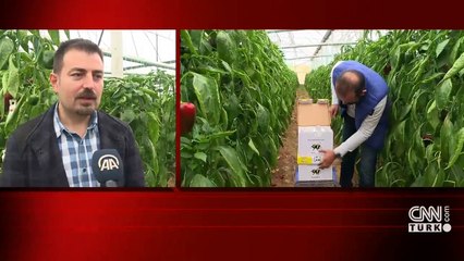 Seracılıkta Bombus arısı dönemi