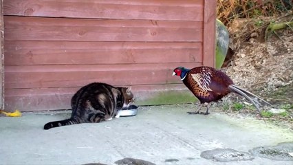 Kedi mamasına dadanan sülün kamerada