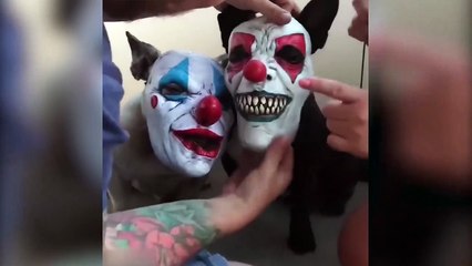 Birbirinden çirkinler... Köpeklere böyle takıldı