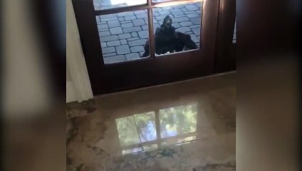 Kendini horoz zanneden şahin!