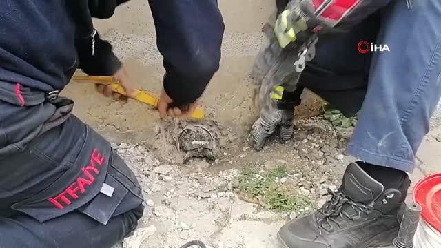 Su tahliye borusuna sıkışan kaplumbağayı kurtarabilmek için zamanla yarıştılar