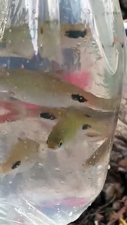 best status_#fishstatus_#fishvideo