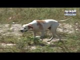 كلاب في لبنان مهددة بالتشرّد مرة اخرى - نعيم برجاوي