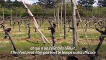 Freiner la vigne pour la préserver du gel: une parade écologique testée en Bourgogne