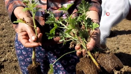 Balıkesir Türkiye’nin Aromaterapi Merkezi olacak