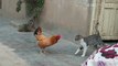 Chicken VS Dog & Cat Fights - Funny Fights Video