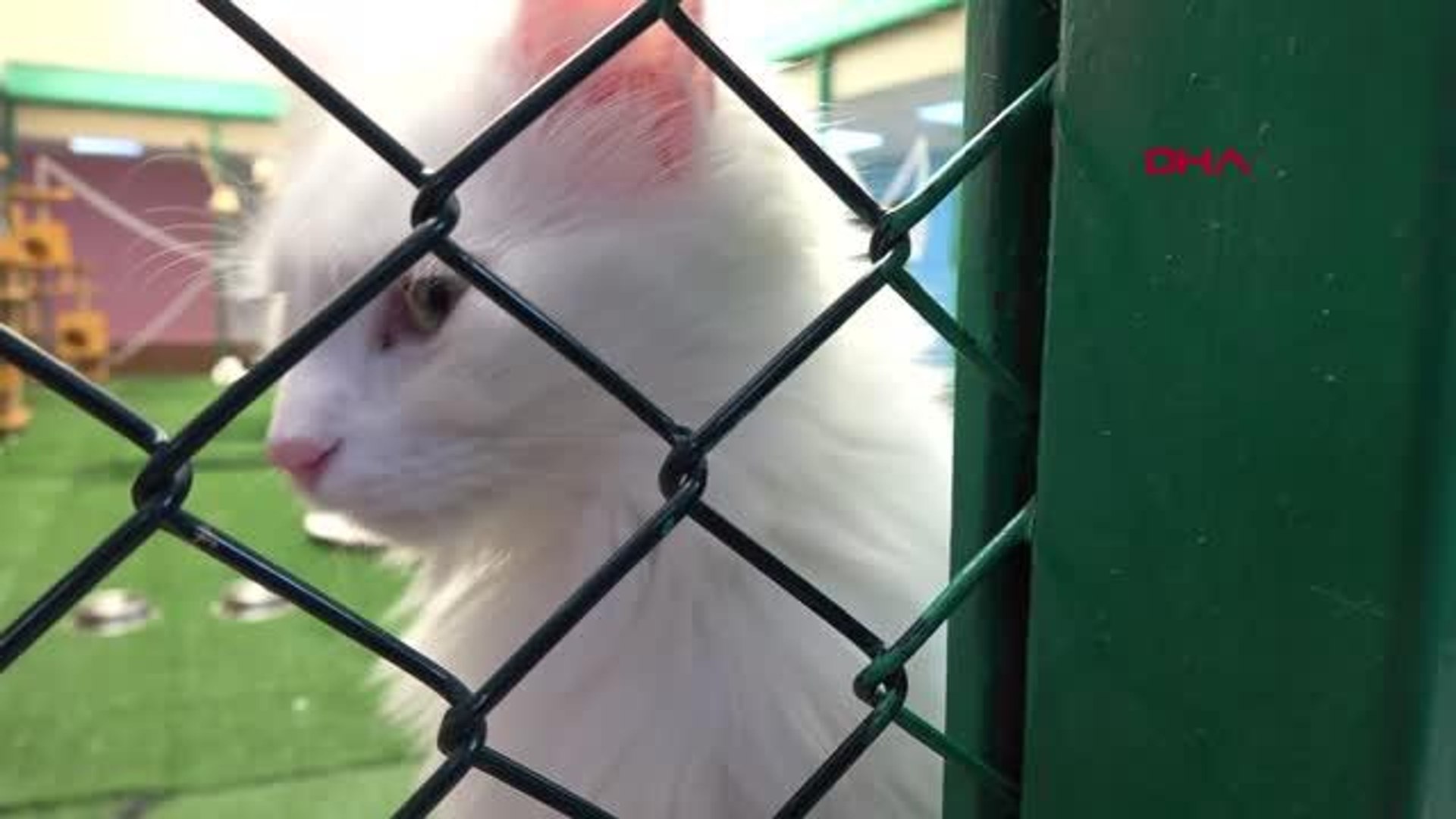 ⁣VAN YAVRU VAN KEDİLERİNE YOĞUN İLGİ