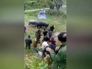 Adam iki kızgın boğanın arasında kaldı