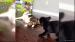 Funny Cats And  Cute Puppies Playing Together  - Funny Dog And Cat Compilation