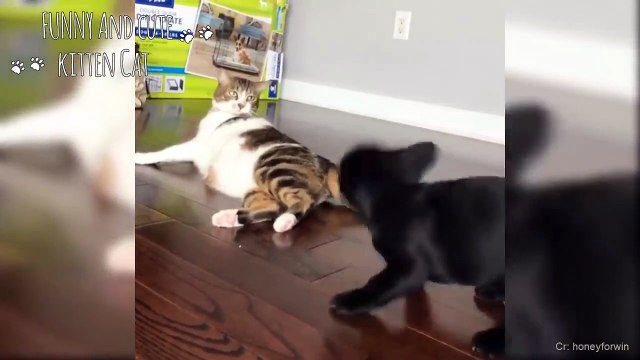 Funny Cats And Cute Puppies Playing Together - Funny Dog And Cat Compilation