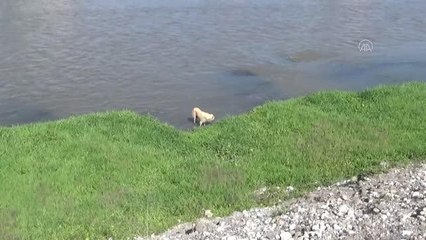 Yeşilırmak Nehri'nde mahsur kalan köpek itfaiye ekiplerince kurtarıldı