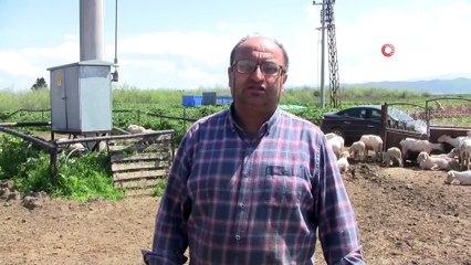 Koyunlar yaza hazırlanıyor...Üreticiler yapağı fiyatlarına isyan etti