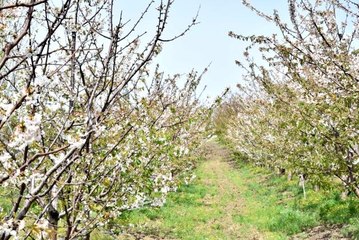 Lapseki Kirazı yüzleri güldürdü
