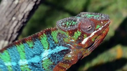 Top 10 Criaturas Extrañas Descubiertas Recientemente