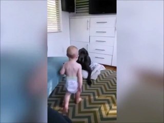 Ce bébé n'a pas peur du gros chien