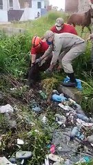 Cavalo é resgatado de fossa pelos bombeiros de Cajazeiras