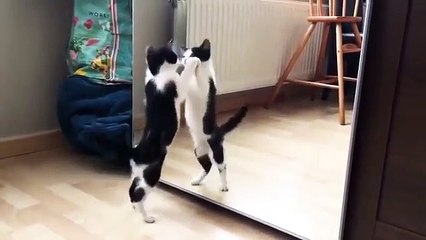 Funny cat  and mirror video baby cat