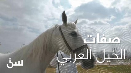 "الشخير"  صفة تساعدك للتعرف على الخيل العربي الأصيل