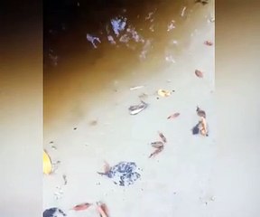 Timsah turiste saldırdı