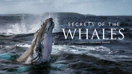 Secret of the Whales' Brian Skerry Talks About Capturing That Whale Dinner Scene