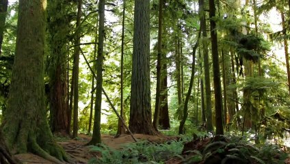 Beautyful nature video with Meditation Relaxing music