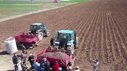 Mor patatesin ekimine başlandı