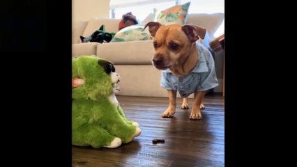 Cute And Funny Pets Try Not To Laugh To These Pets Compilation 7 Cutest Lands