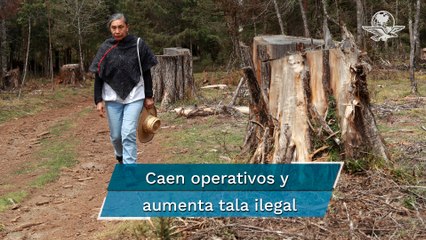 Tala ilegal termina con bosque en Hidalgo