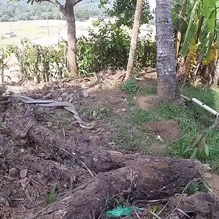L'impressionnant combat entre 2 cobras
