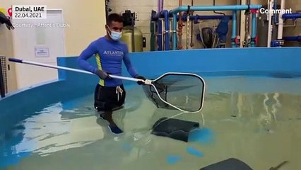 Sharks and rays released into new sanctuary home