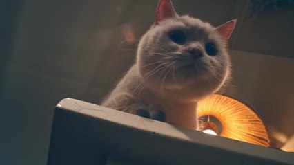 '사라진 강아지 찾아준다'...삼성·애플 이번엔 위치추적 '태그 경쟁' / YTN