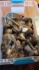Bill Full of Fed Baby Squirrels