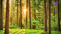 15 Minute Nice Healing Music | Forest | Greenery | Positive Energy | Slow | Instrumental | Study | Sleep | Calming | Soothing | Relaxing | Meditation