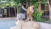 'I spend 4 lakh Rupees on food of my lions every month' - BBC URDU 2021