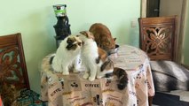 Funniest Cats  - Cute Cats Videos. Funny Cats Life. Милые Ласковые Котята.   Забавные Животные