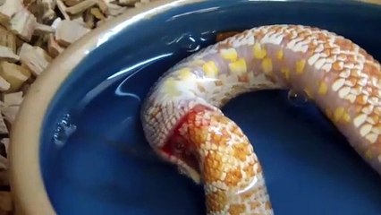 Aç kalan yılan kendisini yedi! Görenleri şoke eden anlar...