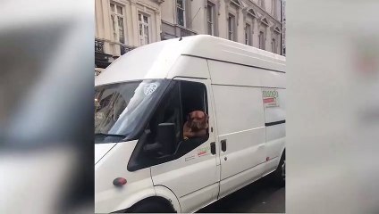 Bu köpek sosyal medyayı salladı