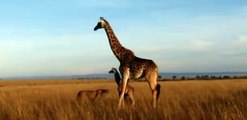 Anne zürafa yavrusunu bırakıp kaçmak zorunda kaldı